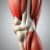 Mięsień dwugłowy uda: anatomia, funkcje i kluczowe techniki rozciągania